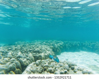 Unterwasser-Meereslebewesen auf Korallenriffen