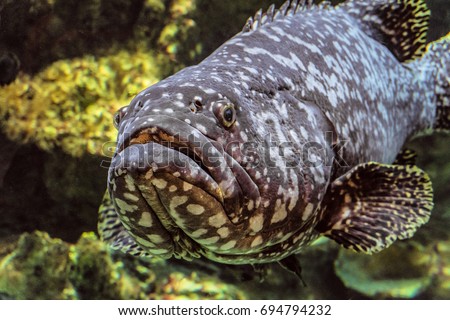 Underwater marine wildlife giant grouper fish face. Epinephelus itajara.