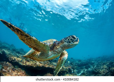 Underwater marine wildlife postcard. A turtle sitting at corals under water surface. Closeup image from Maui island in Hawaii