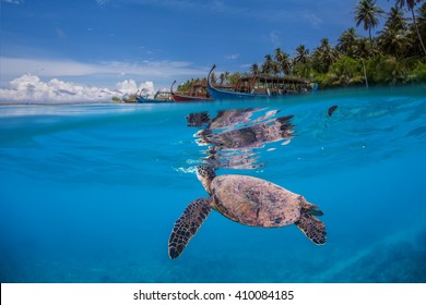 Maldives Turtles Images, Stock Photos & Vectors 