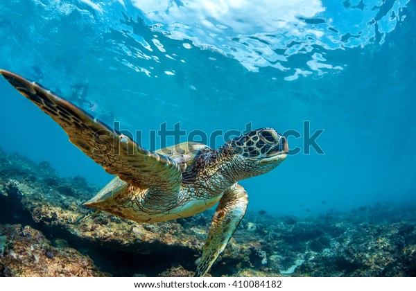 Underwater marine wildlife postcard. A turtle\
sitting at corals under water surface. Closeup image from Maui\
island in Hawaii