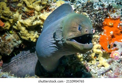 Underwater Moray Eel Attack Scene. Moray Eel Underwater. Underwater Moray Eel