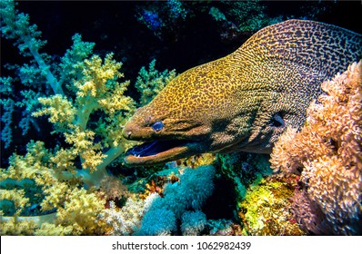 Underwater moray eel closeup. Muraena underwater scene. Moray eel macro underwater