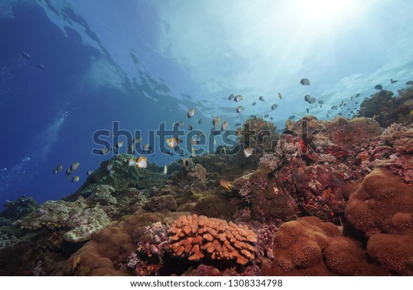 Underwater Morotai North Maluku Indonesia Photo Stock Photo 1308334798 ...