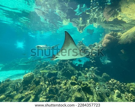 Underwater ocean with with manta ray, sting ray, sharks, fish and coral