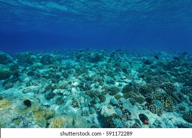 Underwater Pacific Ocean Floor Clear Water With Fish And Corals, Natural Scene, Atoll Of Rangiroa, Tuamotu, French Polynesia