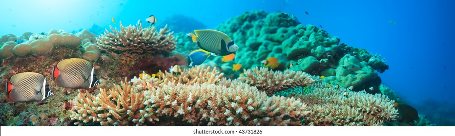 Underwater panorama with coral and fishes. Andaman sea. Merged from 5 images