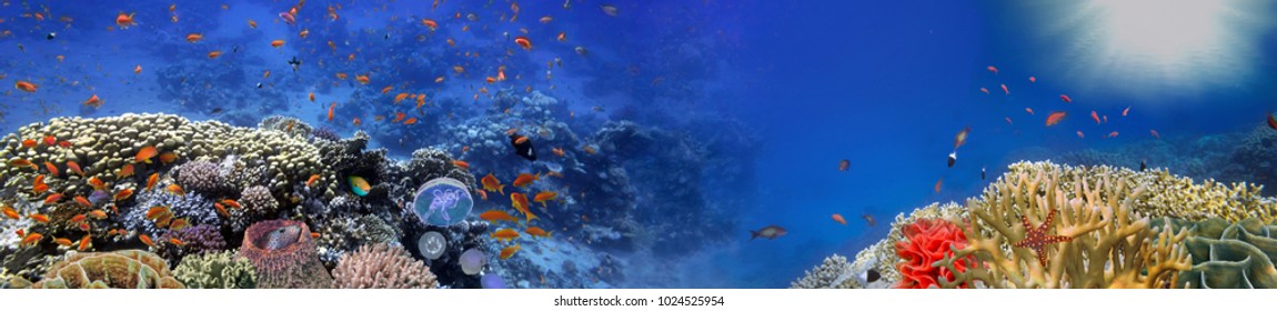 Underwater panorama and coral reef and fishes. Red Sea, Egypt