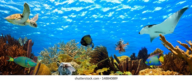 Underwater panorama with great variety of fish and coral