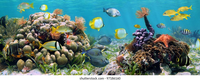 5,211 Undersea panorama Images, Stock Photos & Vectors | Shutterstock