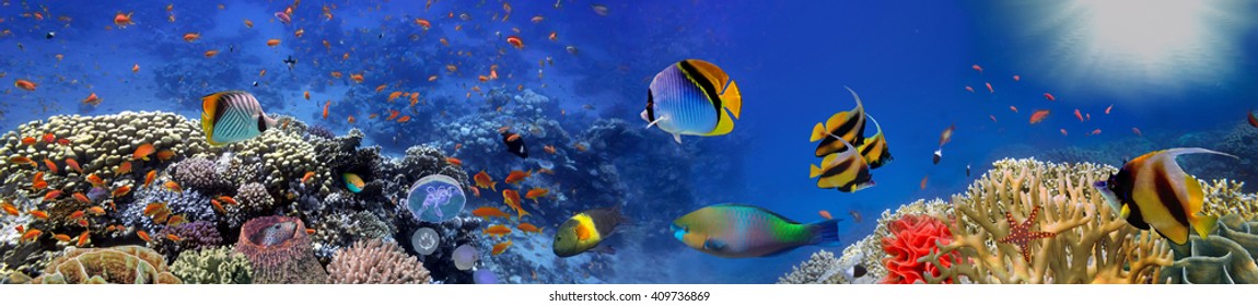 Underwater panorama with turtle, coral reef and fishes. Red Sea, Egypt - Shutterstock ID 409736869