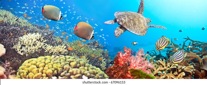 Underwater panorama with turtle, coral reef and fishes