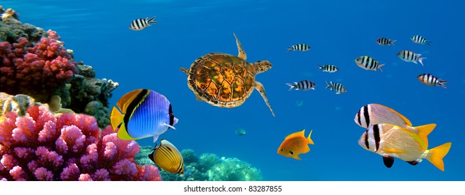 Underwater panorama with turtle, coral reef and fishes. Sharm el Sheikh, Red Sea, Egypt