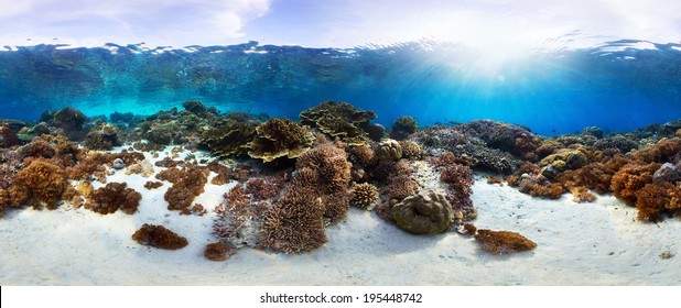 Underwater panorama of the vivid coral reef in tropical sea. Bali Barat National Park, Indonesia