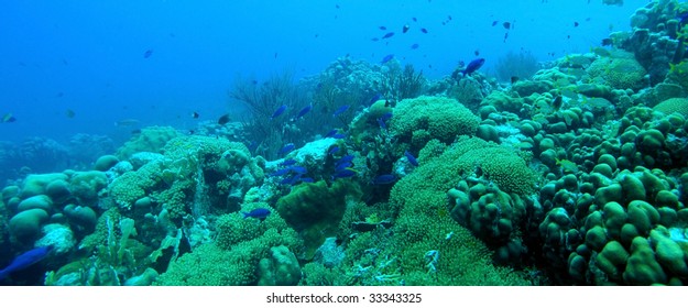 Underwater panoramic off the coast of Bonaire