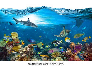 подводный рай фон коралловый риф дикая природа коллаж с акулой манта скат морская черепаха красочная рыба с волной спереди изолирована на белом фоне