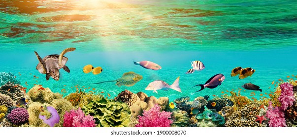 海の生き物 の画像 写真素材 ベクター画像 Shutterstock