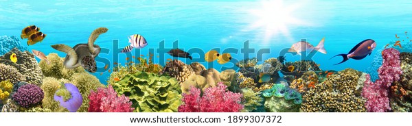 underwater paradise coral reef wildlife nature wall mural