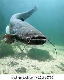 Underwater Photo Big Catfish (Silurus Glanis). Trophy Fish In Hracholusky Lake - Czech Republic, Europe.