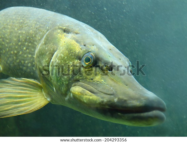 Underwater\
photo of a big Northern Pike (Esox Lucius).\
