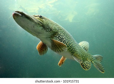 Underwater Photo Big Pike (Esox Lucius). Trophy Fish In Hracholusky Lake, Czech Republic, Europe.