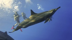 Underwater Photo Of A Bottlenose Dolphin And Scuba Divers