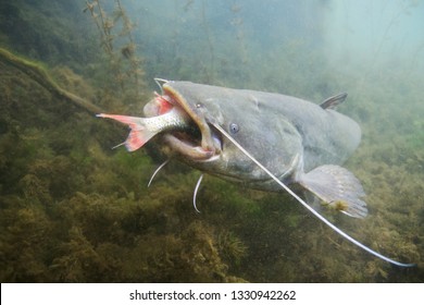 Underwater photo of The Catfish (Silurus Glanis). European Catfish attack. Biggest predatory fish in European lakes and river. Wild life animal. Catfish in the nature habitat with nice background. 