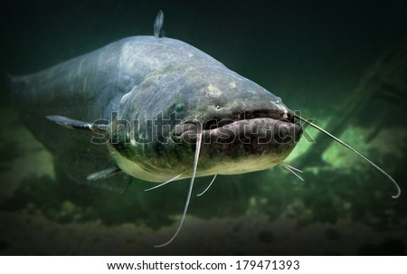 Underwater photo of The Catfish (Silurus Glanis). Biggest predatory fish in European lakes and river. 