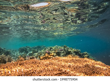 Underwater Photo Of Coral Reed 