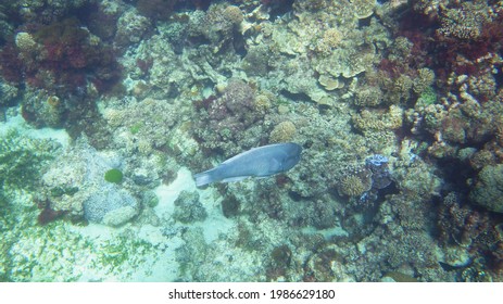 Underwater Photo Of A Double-Header Wrasse (Coris Bulbifrons) In The Lord Howe Island Lagoon, Australia.