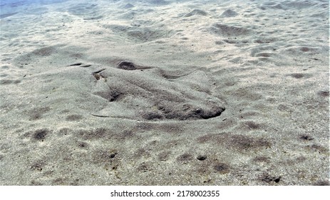 Underwater photo of the endangered Angel shark. From a scuba dive at the Canary Islands in the Atlantic Ocean. - Shutterstock ID 2178002355