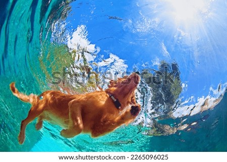 Underwater photo of golden labrador retriever puppy in outdoor swimming pool play with fun - jumping and diving deep down. Activities and games with family pets and popular dog on summer holiday.
