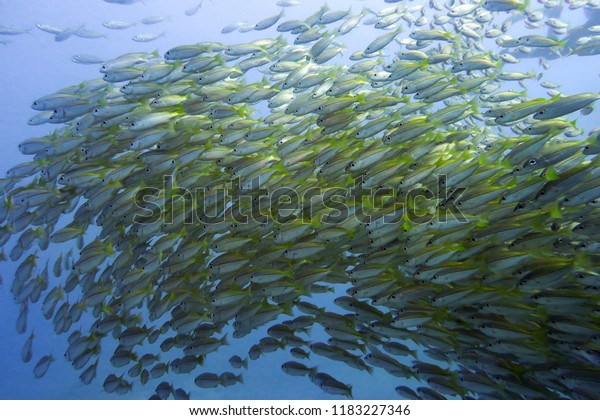 Underwater photo of a group of\
millions of fishes of different colors that swim in a pack, like a\
big family. Concept of: underwater animals, exploration and\
nature