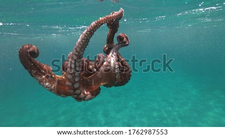 Similar – Image, Stock Photo Life on the Abyss