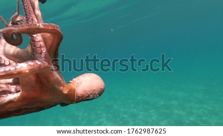 Similar – Image, Stock Photo Life on the Abyss