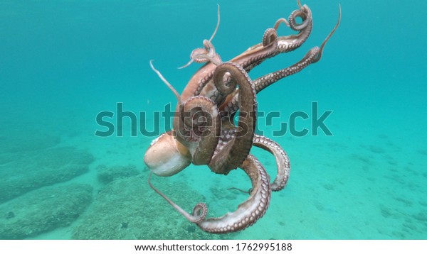 Underwater photomural of isolated octopus swimming in tropical sandy bay with turquoise clear sea.