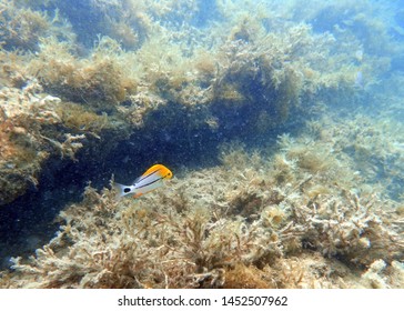 An Underwater Photo Of A Junvenile Porkfish Swimming Among The Rock And Coral Reefs In The Clear Blue Ocean.