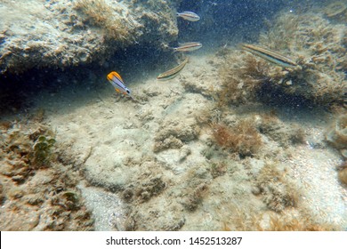 An Underwater Photo Of A Juvenile Porkfish Swimming Among The Rock And Coral Reefs In The Clear Blue Ocean.