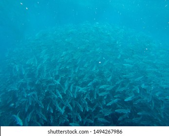 underwater photo of a large group of sea bass culture inside a fish farm or also called as fish plantation. this photo is taken during the feeding of the fish