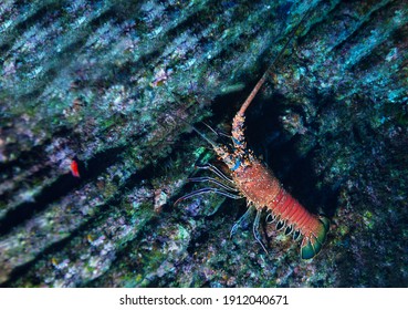 Underwater Photo Of Lobster On The Pacific Ocean Floor