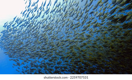 Underwater photo of a massive school of fish. From a scuba dive with Yellow Snapper fish.