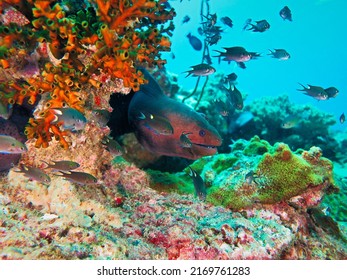 Underwater Photo Of A Moray Eel At A Coral Reef.