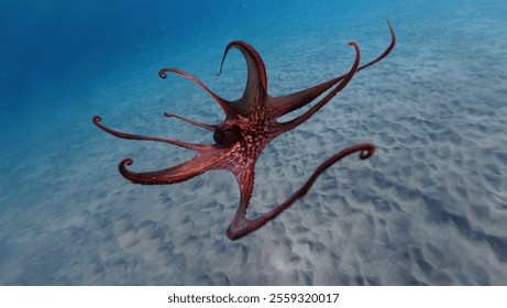 Underwater photo of octopus swimming in tropical exotic sandy bay with turquoise crystal clear sea