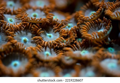 Underwater photo - orange flower like soft corals, Zoanthus species, emitting light under UV bulb, abstract marine background, shallow depth of field photo only few tentacles in focus
