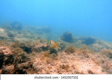 An Underwater Photo Of A Porkfish Swimming Among The Rock And Coral Reefs In The Clear Blue Ocean.