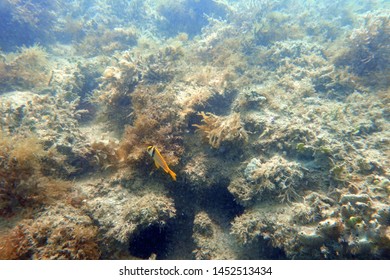 An Underwater Photo Of A Porkfish Swimming Among The Rock And Coral Reefs In The Clear Blue Ocean.