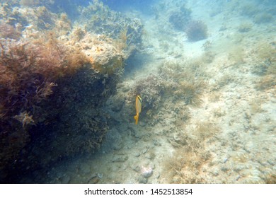 An Underwater Photo Of A Porkfish Swimming Among The Rock And Coral Reefs In The Clear Blue Ocean.