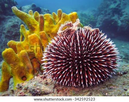 Underwater photo of Purple Sea Urchin in natural habitat the sea with yellow coral in background. Blue sea
