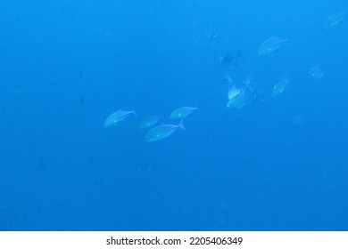 Underwater Photo Of School Of Giant Trevally (Caranx Ignobilis) Locally Known As 'Ikan Kuwe' Swimming In The Open Sea Near Drop Off Coral In Bunaken National Park