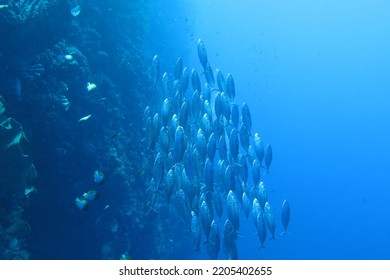 Underwater Photo Of School Of Rastrelliger Fish (Rastrelliger Kanagurta) Locally Known As 'Ikan Kembung' Swimming Up And Down Near The Drop Off Coral Reef In Bunaken National Park